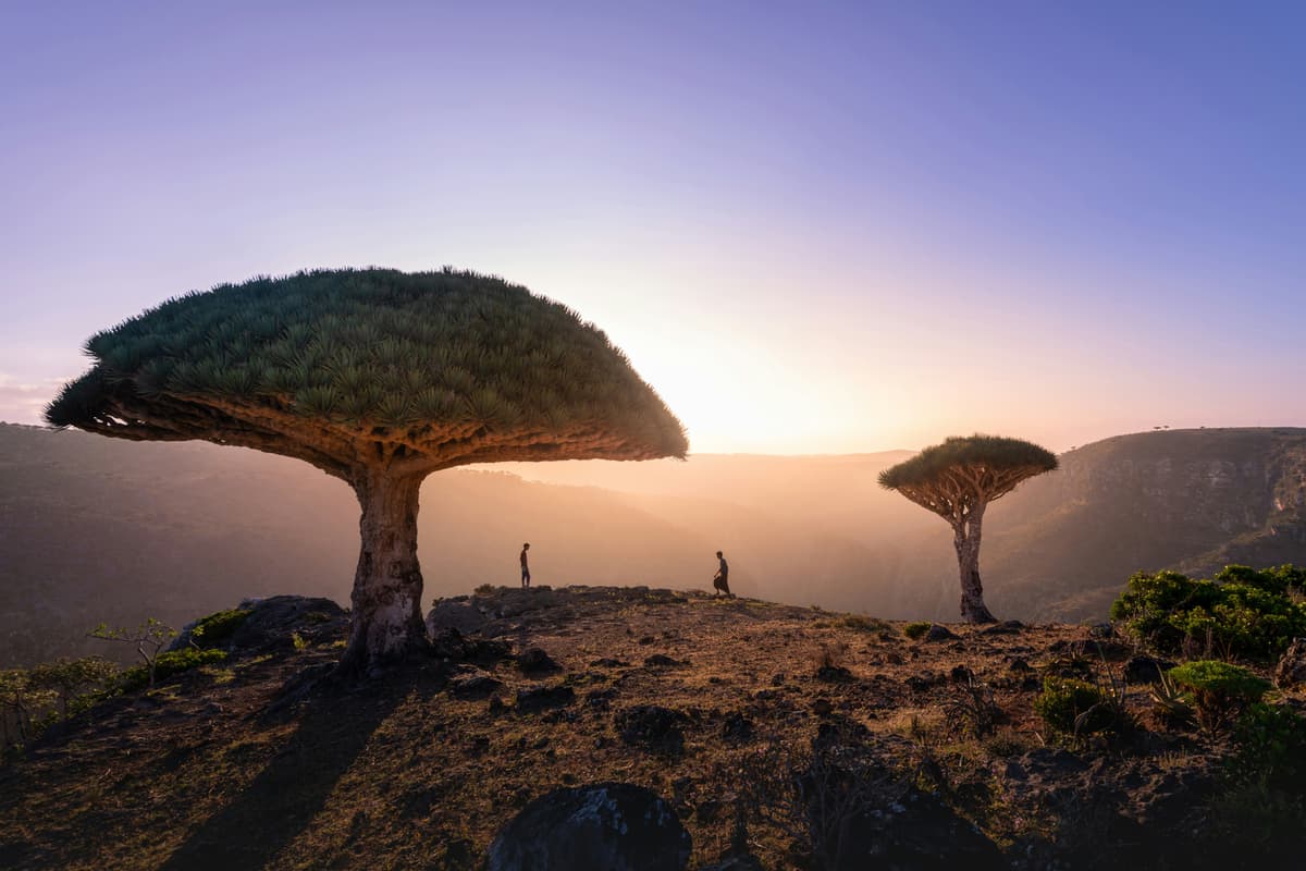 Socotra: A Enigmática Ilha do Iêmen de Biodiversidade e História